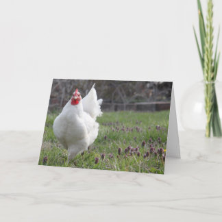 Fat White Hen Greeting Card