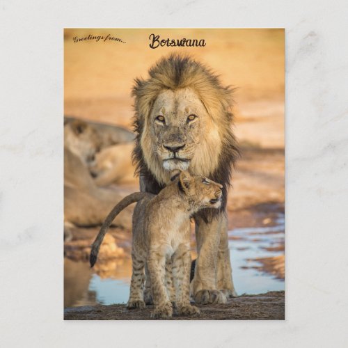 Father and Son Lions in Botswana Postcard