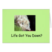 Fatty's Furry Facts (Front Horizontal)