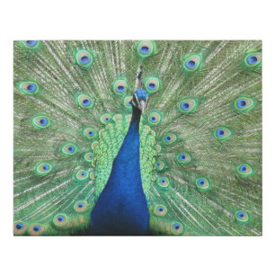 Faux Canvas - Proud Peacock