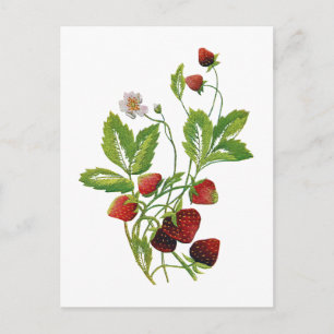 Faux Embroidered Fresh Strawberries Postcard