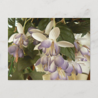 Faux Fuschia Postcard