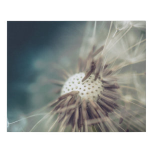 Faux Wrapped Canvas - Dandelion Seeds With Filter