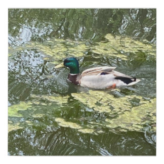 Faux Wrapped Canvas Duck Print