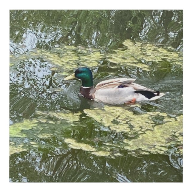 Faux Wrapped Canvas Duck Print (Front)