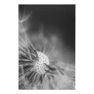 Faux Wrapped Canvas Print - B/W Dandelion Seeds
