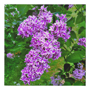 Faux Wrapped Canvas Print - Purple Lilacs Highland