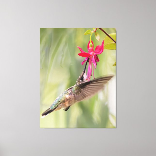 Favorite Fuchsia Hummingbird Canvas Print (Front)