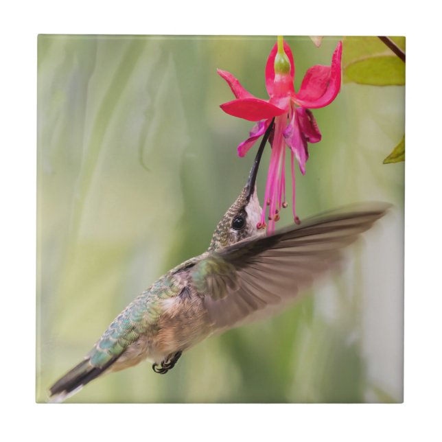 Favorite Fuchsia Hummingbird Ceramic Tile (Front)