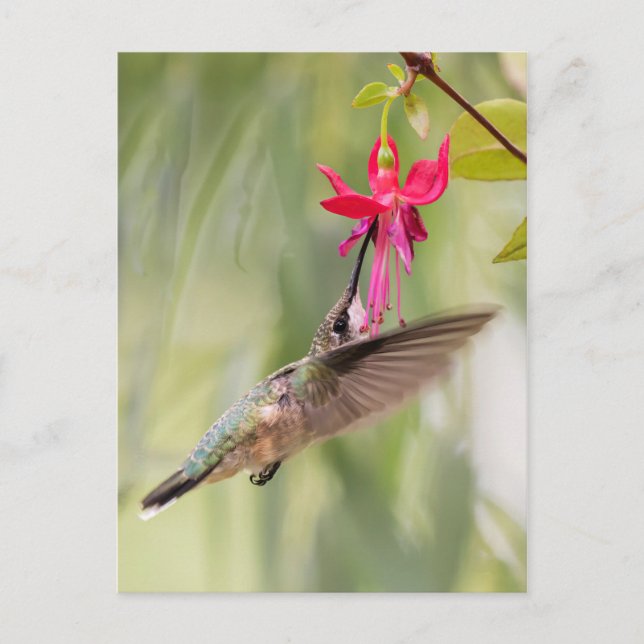 Favorite Fuchsia Hummingbird Postcard (Front)
