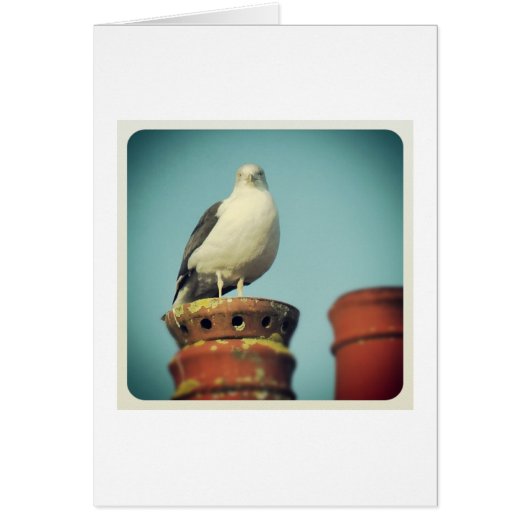 Favorite Perch (Front)