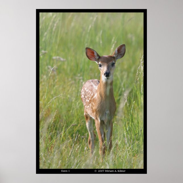 "Fawn 1" nature photograph white-tail deer print (Front)