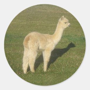 Fawn alpaca classic round sticker