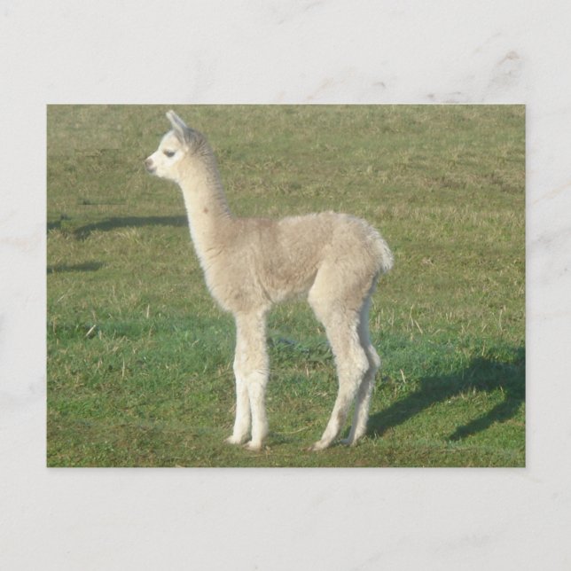 Fawn alpaca cria postcard (Front)
