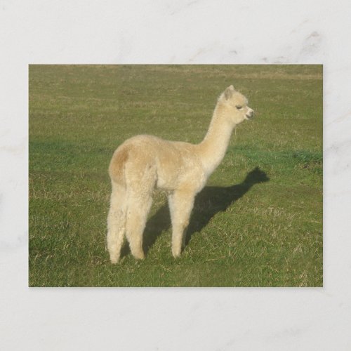 Fawn alpaca postcard