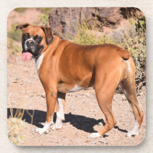 Fawn and White Boxer Puppy Dog Beverage Coaster