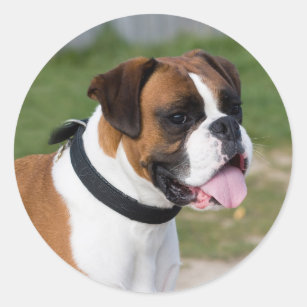 Fawn and White Boxer Puppy Dog Classic Round Sticker