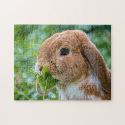 Fawn and White Holland Lop Bunny Rabbit Jigsaw Puzzle