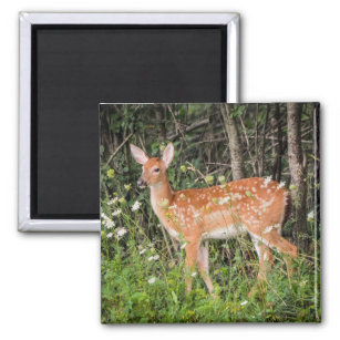 Fawn Baby Deer Woodland Animals Magnet