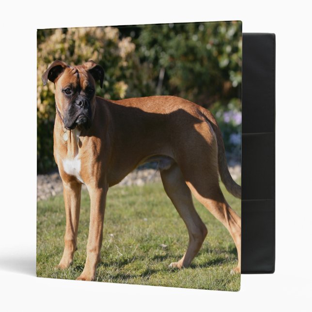 Fawn Boxer Dog Standing Binder (Front/Inside)