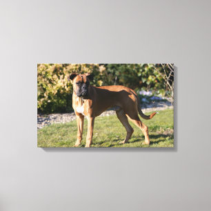 Fawn Boxer Dog Standing Canvas Print