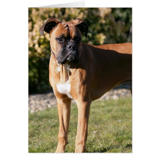 Fawn Boxer Dog Standing Cards (Front)