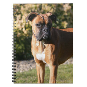 Fawn Boxer Dog Standing Notebook