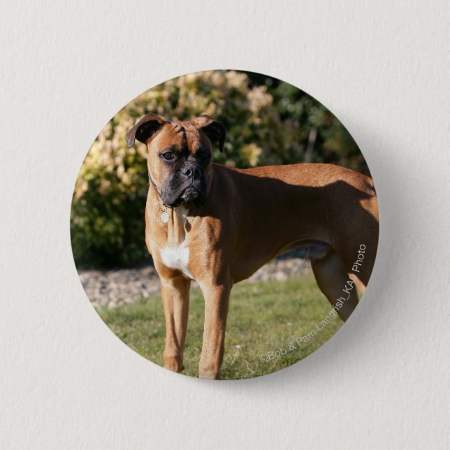 Fawn Boxer Dog Standing Pinback Button (Front)