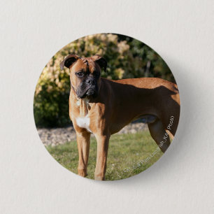 Fawn Boxer Dog Standing Pinback Button