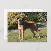 Fawn Boxer Dog Standing Postcard (Front/Back)