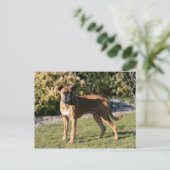 Fawn Boxer Dog Standing Postcard (Standing Front)