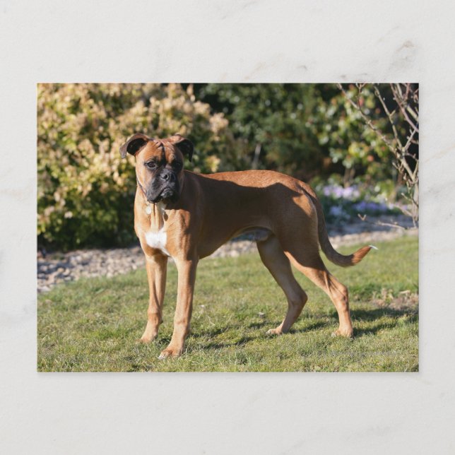 Fawn Boxer Dog Standing Postcard (Front)