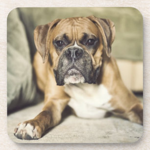 Fawn Boxer Pup Beverage Coaster