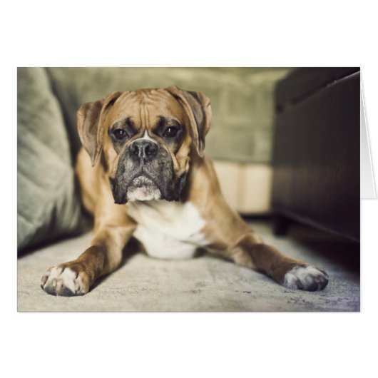 Fawn Boxer Pup Cards (Front Horizontal)