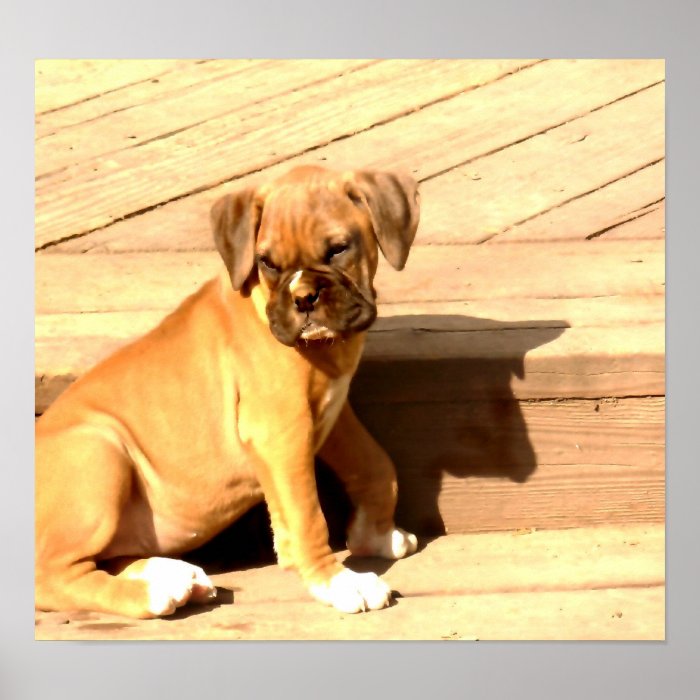 Fawn boxer puppy sitting poster