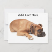 Fawn Boxer Resting (Front)