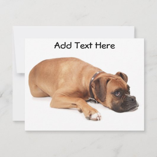 Fawn Boxer Resting (Front)