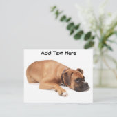 Fawn Boxer Resting (Standing Front)