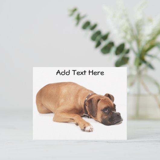 Fawn Boxer Resting (Standing Front)