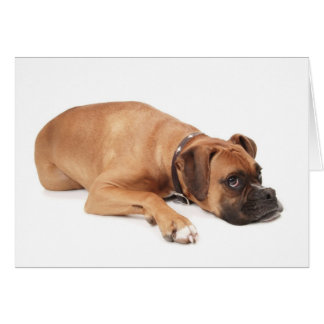 Fawn Boxer Resting Cards