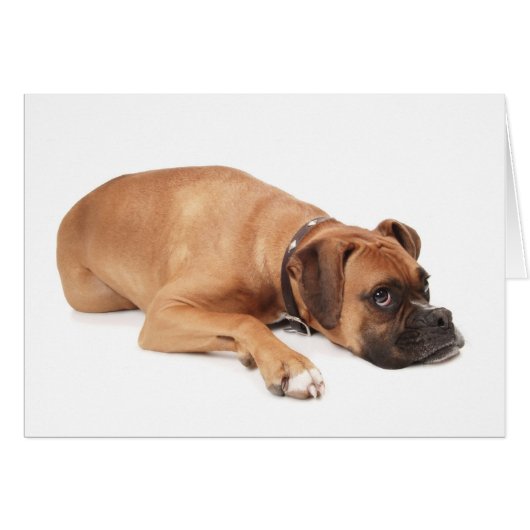 Fawn Boxer Resting Cards (Front Horizontal)
