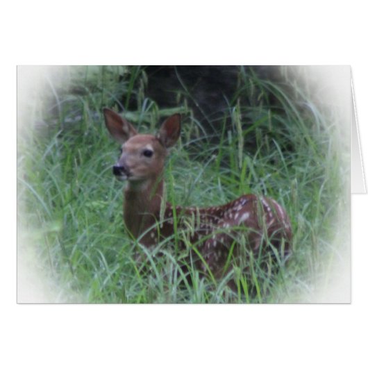 Fawn Cards (Front Horizontal)