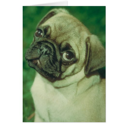 Fawn Chinese Pug Cards (Front)