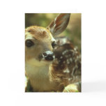 Fawn Greeting Card