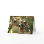 Fawn Greeting Cards