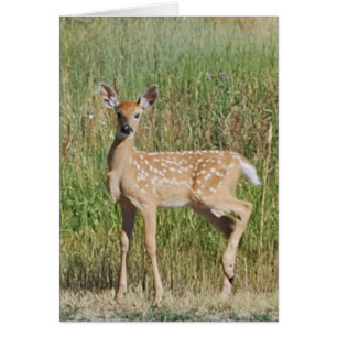 Fawn in Bozeman, Montana