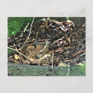 fawn in color postcard