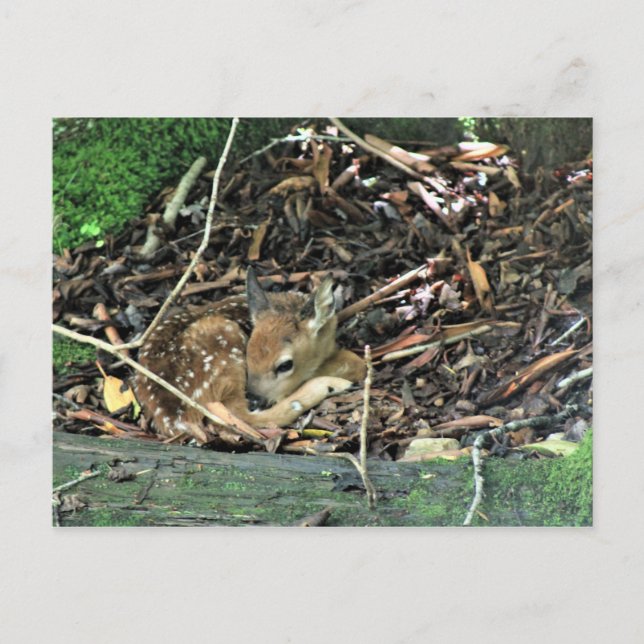 fawn in color postcard (Front)
