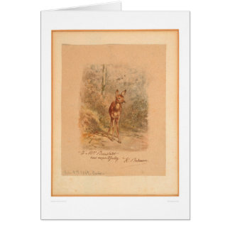 Fawn in Forest (0567A)
