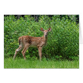 Fawn in front of a fence (Front Horizontal)